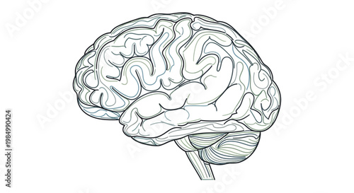 Detailed hand drawn sketch of a human brain side view.