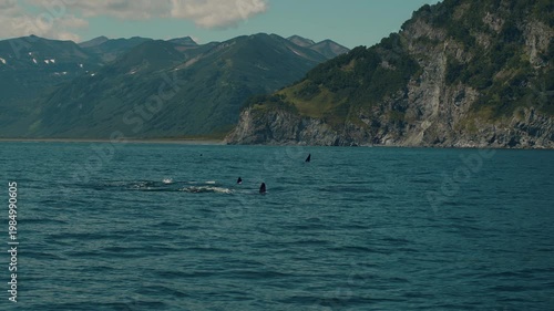 Family of killer whales hunt for fish in bay with rocky coastline. Killer whales surface and release steam through their blowholes. paccific ocean.
