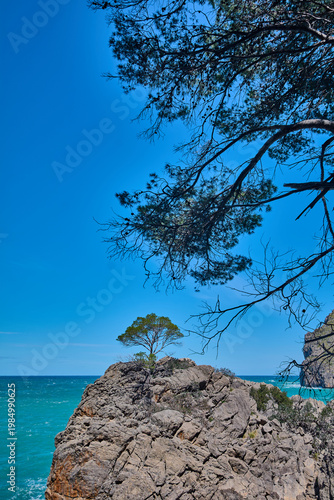 Stunning vertical coastal landscape featuring a rocky cliff and a lone tree against the vibrant blue ocean in a tropical destination.