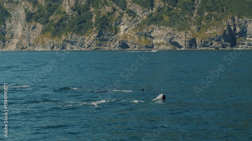 Pod of killer whales swims in bay surrounded by mountain ranges and throws out fountains of steam as they surface.