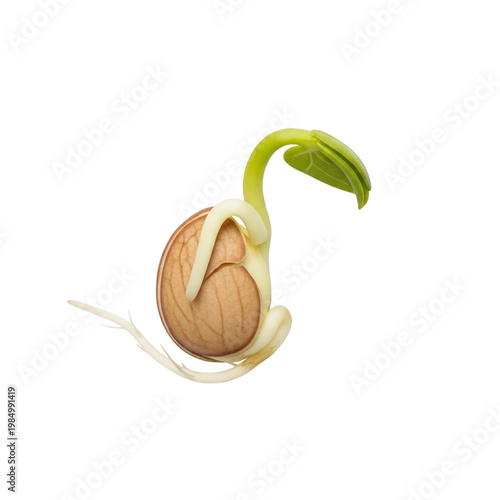 Sprouting seed with small leaf and root, isolated on transparent background. Gardening and agriculture, spring seedkings. Microgreens in food