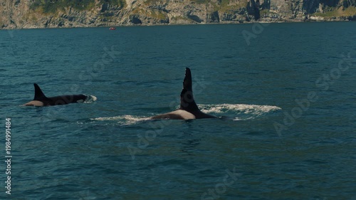 Pod of killer whales swims in bay surrounded by mountain ranges and throws out fountains of steam as they surface. Ocean life