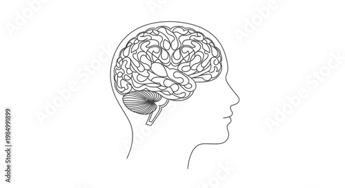Anatomical line art illustration of a human head with brain inside.