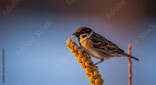 A small sparrow perched on a dry stalk of grain in soft golden hour light, blue sky background with soft focus