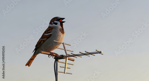 A small sparrow perched on a television antenna, singing with its beak open against a soft blue sky, natural wildlife detail