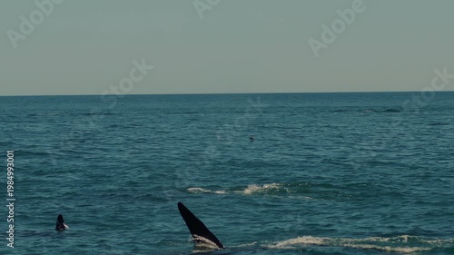Pod of killer whales swims in bay surrounded by mountain ranges and throws out fountains of steam as they surface. Slow motion.