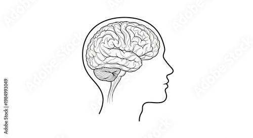 Human head profile with brain anatomy sketch illustration.