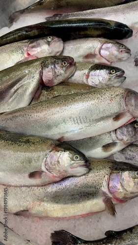 Raw whole rainbow trout with a head, chilled on shallow ice at the seafood market. An open shelf at the fish market. Close-up.