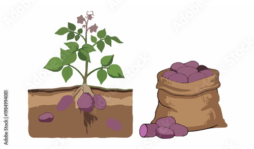 Purple potato plant with tubers and harvest sack vector