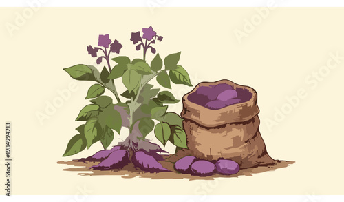 Hand-drawn purple potato harvest vector illustration
