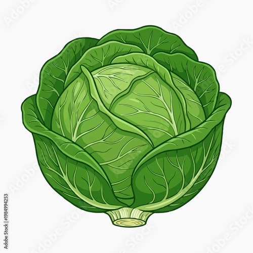 Fresh, green cabbage illustration. isolated on a white background. PNG