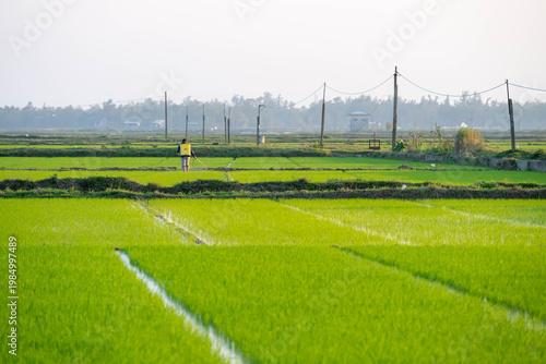 Farmer using modern chemical sprayer in a wide rice paddy field