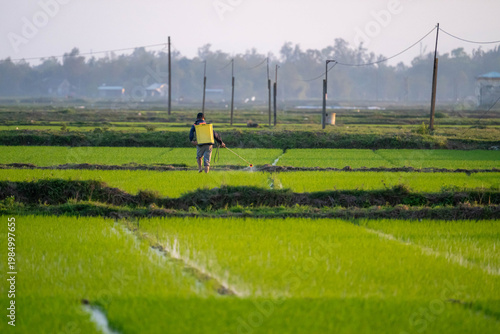 Farmland drone perspective of rice crop spraying