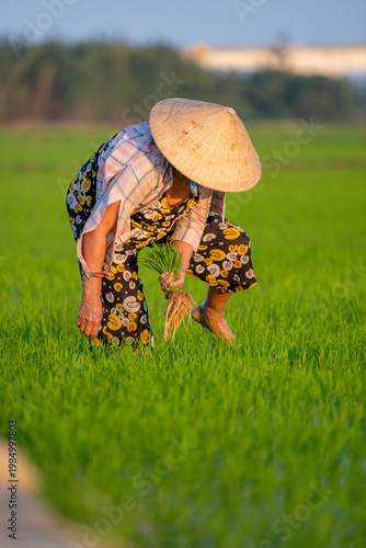 Traditional planting of rice seedlings in Vietnam