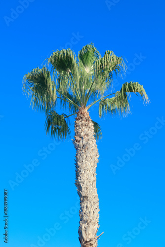 Palm tree with trunk in front of blue sky