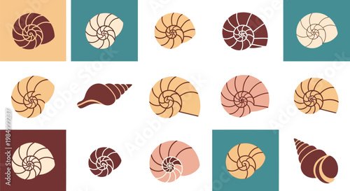 Collection of spiral seashells variety.