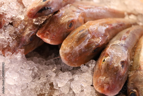 Fresh fish displayed on ice at a local Haarlem seafood market.