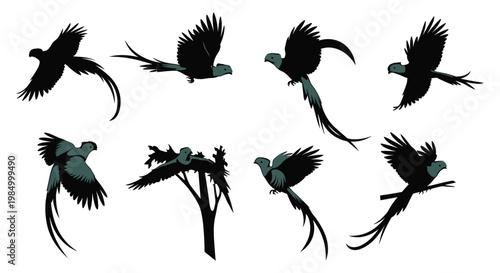 Exotic Quetzal Bird Silhouette Set with Long Tail Feathers — Dark Vector Illustrations in Flight and Perch Poses