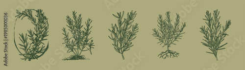 Rosemary herb branches leaves aromatic botanical vintage set. Features rosemary sprigs with roots and detailed foliage. Illustrations for packaging and menus in sketch style.
