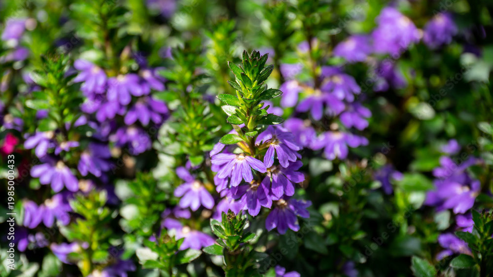 Obraz premium Close-up of Purple Scaevola Fan Flower Spikes with Vibrant Green Leaves