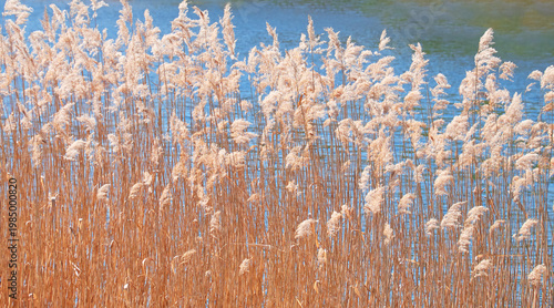 Golden reeds glowing in sunlight by a calm blue lake. Peaceful natural waterside landscape with dry grass, reflections, and serene outdoor scenery.