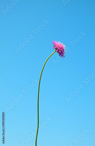 Single pink wildflower on a long stem against clear blue sky, minimalist composition with vibrant color contrast and copy space