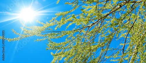 Banner of fresh green willow branches with young leaves against a bright blue sky and shining sun. Spring nature background with sunlight, growth, and seasonal freshness concept
