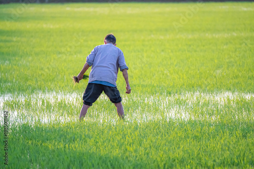 Traditional Rice Planting Close Up