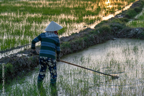 Farmer Leveling Rice Field Soil