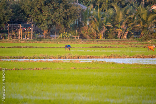 Panoramic View of Rice Cultivation