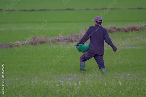 Fertilizing the Rice Crop