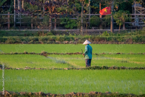 Working the Paddy Under the National Flag