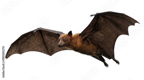 Tableau sur toile Brown flying fox bat with large wings spread, isolated on transparent background