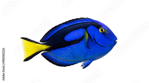 Foto Vibrant blue tang fish with yellow tail, isolated on transparent background