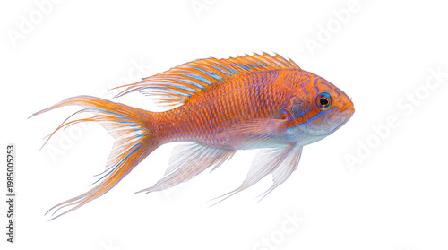 Bild auf Leinwand Orange and blue striped tropical fish swimming, isolated on transparent backgrou