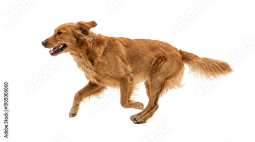 Golden retriever dog running with open mouth, isolated on transparent background