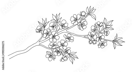 Detailed flowering tree branch drawing in dark outline representing seasonal rebirth and botanical elegance on transparent background