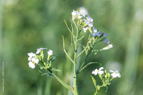 Close up of wild radish (raphanus raphanistrum) flowers in bloom