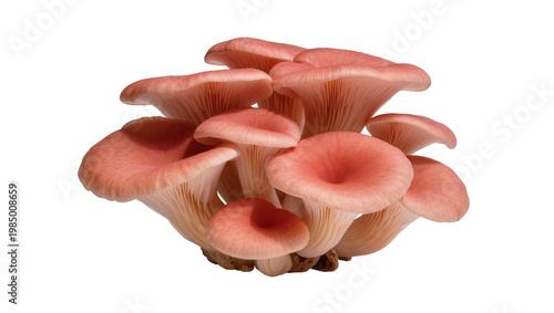 Cluster of pink oyster mushrooms with delicate gills, isolated on transparent background