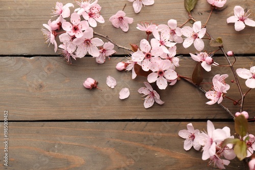 Branch of cherry plum tree with beautiful blossoms on wooden background, flat lay
