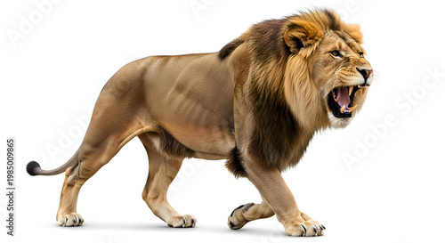 Roaring Male Lion Isolated White Background Wildlife