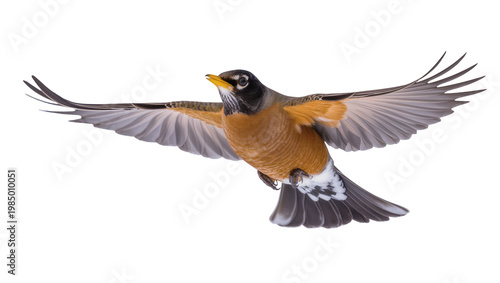 Quadro em tela American Robin bird with outstretched wings in flight, isolated on transparent b