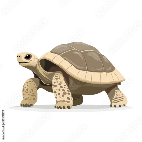 simple vector desert tortoise clipart illustration white background vector art style simple design flat illustration no shadows