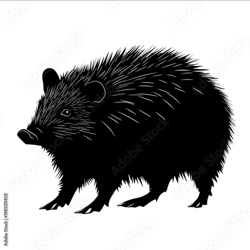 black silhouette collared peccary on a white backgrounk vector