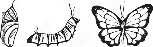 Hand-drawn vintage insects collection: metamorphosis stages in linocut style