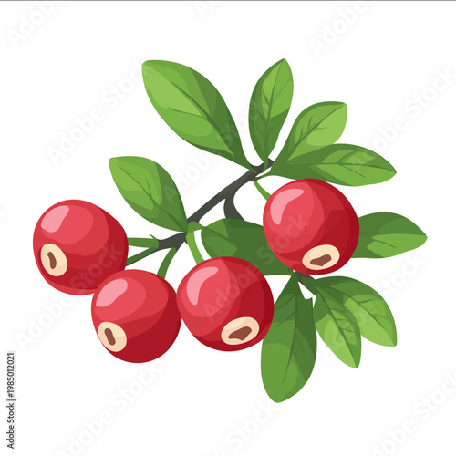 simple vector lingonberry clipart illustration white background vector art style simple design flat illustration no shadows