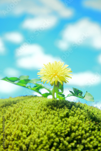 コケにタンポポの花