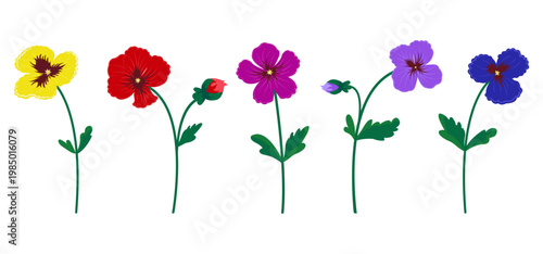 Bright pansy flowers set with stems and leaves, pansy set on white background
