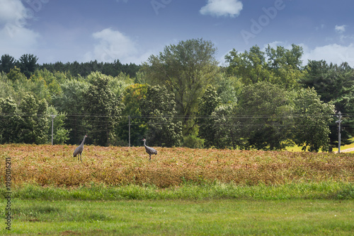 Sandhill Cranes (Antigone canadensis) Stand in Soybean Field