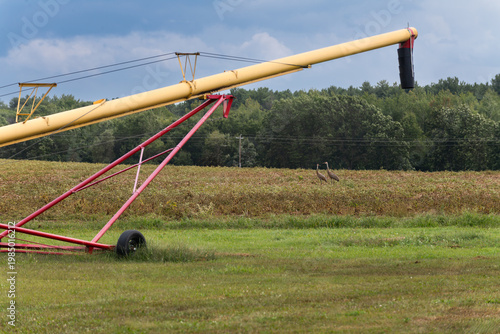 Sandhill Cranes (Antigone canadensis) Under Auger in Field